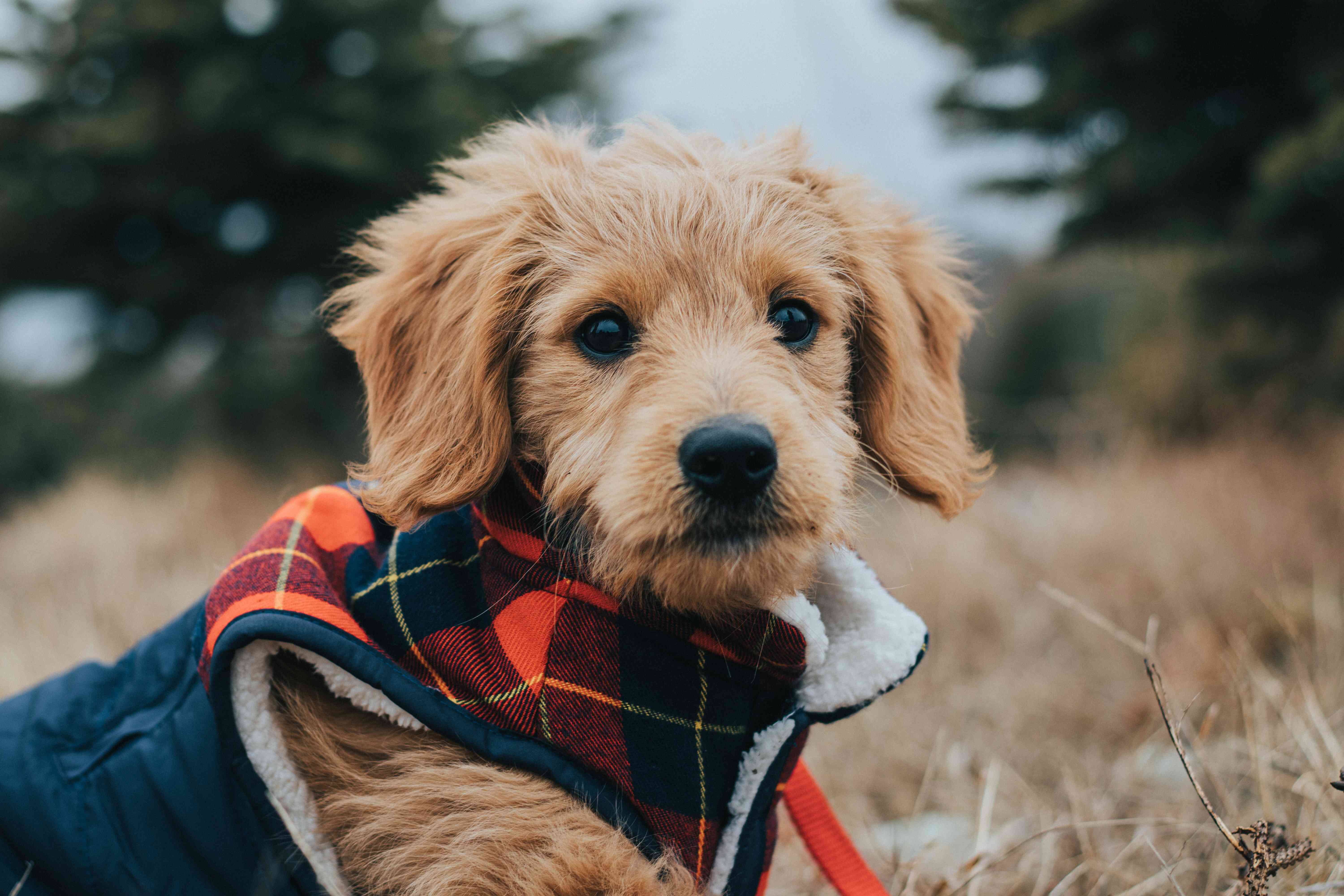 Say Goodbye to Goldendoodle Tear Stains: Tips and Tricks for Effective Management
